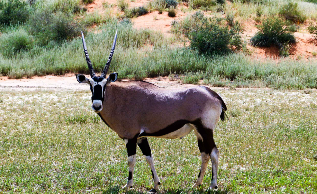 Gemsbok National Park (Kgalagadi), Southwest Botswana, Botswana